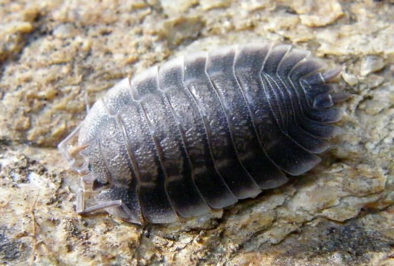 Isopoda Porcellionidae:  Porcellio sp.